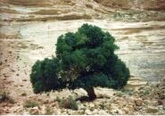 Oase Einavdat, Negev, Izrael, Bible: Jer 17,7-8
